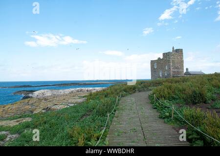 Farne interna isola, Northumberland, Regno Unito Foto Stock