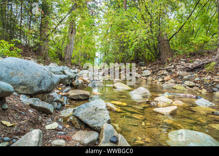 Piccolo ruscello con costa rocciosa, fluente attraverso pioppi neri americani tree forest Foto Stock