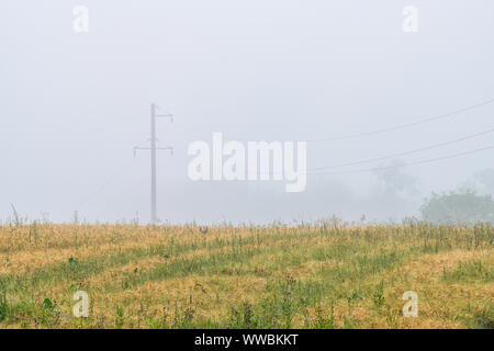 Nebbia meteo di nebbia o foschia mobile al di sopra della fattoria di grano campo in mattinata, orecchie le erbacce e fiori selvatici o di fiori di campo e di scuotimento spostando in vento Foto Stock