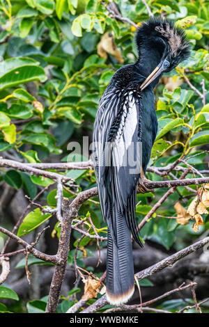 Anhinga maschio visualizzazione piumaggio di allevamento Foto Stock