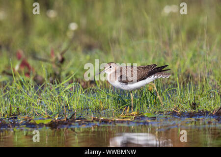 Sandpiper solitario in una zona umida in Wisconsin settentrionale. Foto Stock