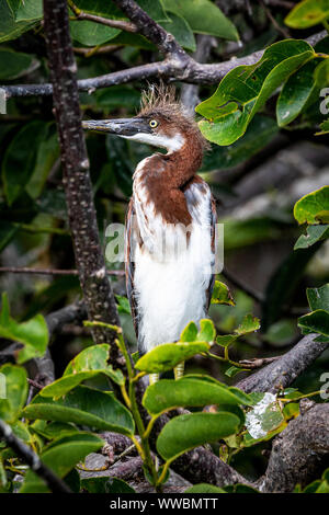 I capretti tricolore Heron avente un brutto giorno per capelli Foto Stock