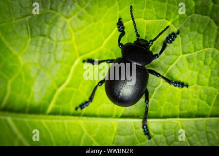 Sanguinosa naso-Beetle (Timarcha tenebricosa) Foto Stock