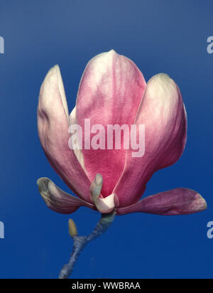 PRIMA PIANA DI UN SINGOLO FIORE DI MAGNOLIA A CALICE ROSA (MAGNOLIA X SOULANGEANA) SUL FONDO DI UN CIELO BLU CHIARO, NUOVO GALLES DEL SUD, AUSTRALIA. Foto Stock