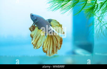 Betta Halfmoon nuoto colorati in acquario. Questa è una specie di pesci ornamentali utilizzati per decorare la casa Foto Stock