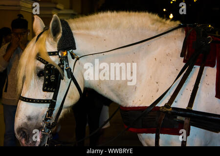 Cavallo tirando un auto in piazza Mayor plaza de armas a Lima in Perù Foto Stock