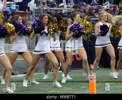 Settembre 14, 2019 - Husky cheerleaders durante il gioco tra le Hawaii Rainbow Warriors e il Washington Huskies presso Husky Stadium di Seattle, WA - Michael Sullivan/CSM Foto Stock