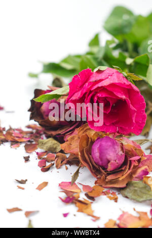 Freschi e Secchi rose rosa con fratture di essiccato petali di rosa su sfondo bianco. Concetto di contrasto per vivere e la morte, l'amore e perse, dolce e bitt Foto Stock