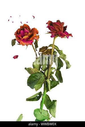 Essiccato rose rosse con fratture di petali di rosa su sfondo bianco. Concetto di invecchiamento amore, romanticismo amaro. Foto Stock
