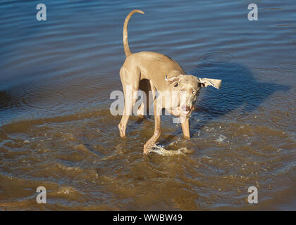 Weimaraner puntatore, cane di acqua, denominato Bella, riproduzione di fetch circlesin brown acqua di fiume per trovare il suo gettato la sfera Foto Stock