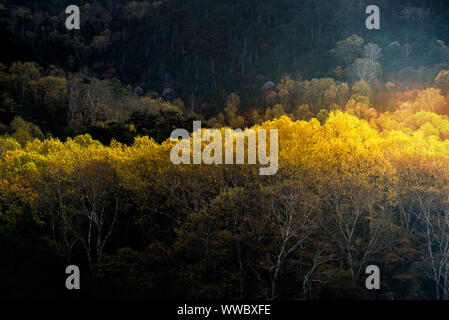 La luce del sole in autunno cadono i boschi della Foresta di alberi in mattinata alba sunrise al Nikko Tochigi in Giappone Foto Stock