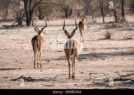 Tre Impala antilopi da dietro, due maschio Bucks, una femmina di vacca, nella savana secca Foto Stock
