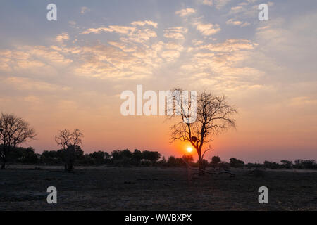 Tramonto nella savana africana dietro Tree, Okavango Delta, Botswana, con drammatica Sky Foto Stock