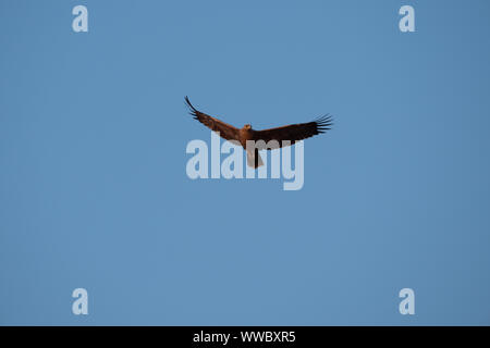 Maestoso Snake Marrone Eagle scuoiamento nel cielo blu in Namibia Foto Stock