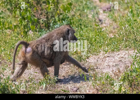 I babbuini nella foresta in Tanzania, mamma di babbuino camminare portando il suo bambino sotto il suo ventre Foto Stock