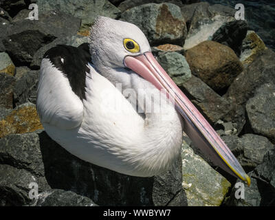 In prossimità di un pellicano australiano in appoggio, Forster, Nuovo Galles del Sud Foto Stock