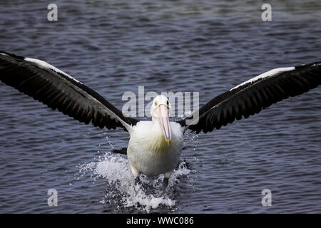 Pellicano australiano di atterraggio con ali spiegate nel mare del Sud Australia Foto Stock