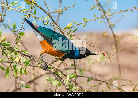 Superba Starling, bellissimo uccello in Africa orientale mangiare semi su un albero Foto Stock