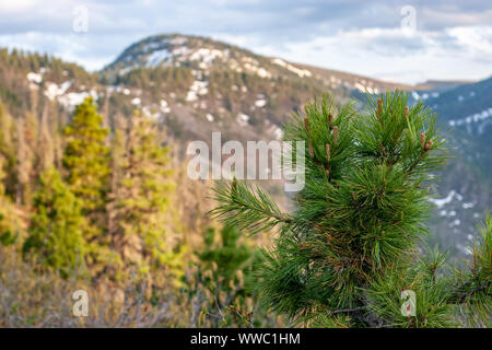 I giovani delle conifere abete rosso con germogli su uno sfondo di montagne sfocate. Messa a fuoco selettiva sui rami. Foto Stock