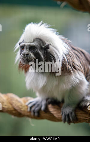 Funny monkey tamarin si siede su una spessa fune. Il mantello è di colore bianco e nero. Gli occhi sono aperti, la bocca è chiusa. Il fuoco selettivo sulla faccia. Verticale. Foto Stock