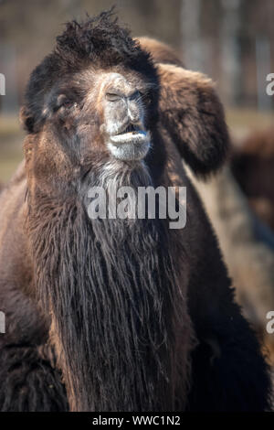 Ritratto di un cammello con lungo pelo scuro. Messa a fuoco selettiva. Lo sfondo è sfocato. Verticale. Foto Stock