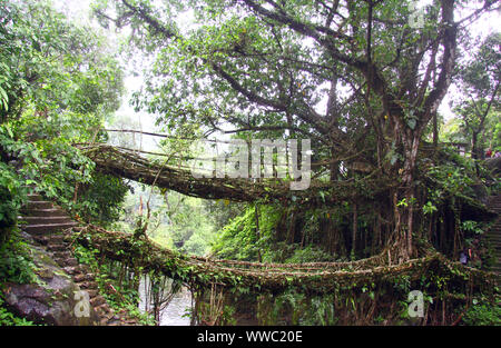 La radice viva ponte in prossimità di Nongriat Foto Stock