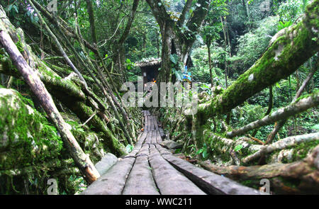 La radice viva ponte in prossimità di Nongriat Foto Stock