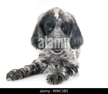 Cucciolo setter inglese di fronte a uno sfondo bianco Foto Stock