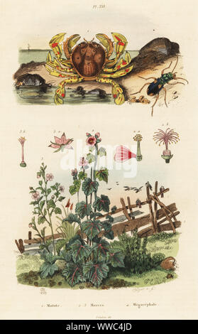 Luna granchio, Matuta victor 1, Capo malva, Malva virgata 2, messicano malva, Phymosia umbellata 3 e massa beetle, Megacephala quadrisignata 4. Matute, Mauves, Megacephale. Acciaio Handcolored incisione di Pfitzer dopo una illustrazione da Adolph patatine da Felix-Edouard Guerin-Meneville's Dictionnaire pittoresco d'Histoire Naturelle (pittoresco Dizionario di storia naturale), Parigi, 1834-39. Foto Stock