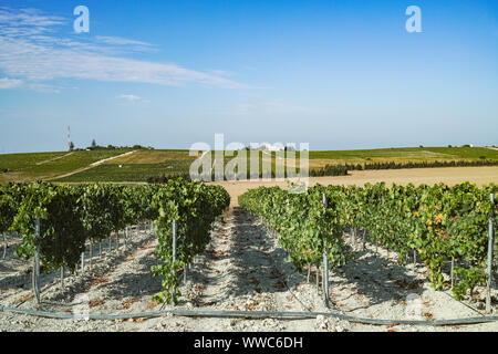 Vigneto in Andalusia, Spagna, dolce Pedro ximenes o il moscato o uva palomino piante, utilizzato per la produzione di jerez, sherry dolce e fino vini Foto Stock