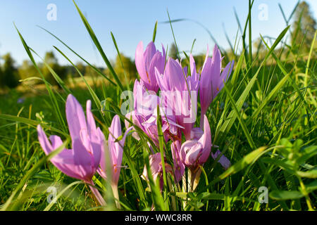 Violetta autunno crocus (Colchicum autumnale) tossici autunno-fiore in fiore nella prateria. Foto Stock