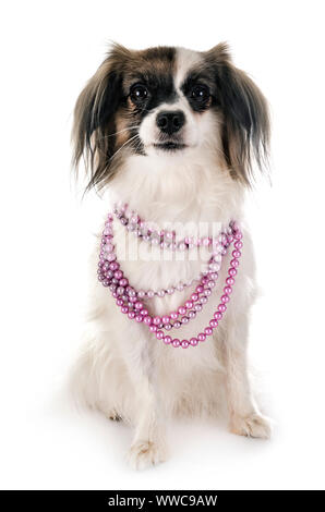 Phalene papillon cane davanti a uno sfondo bianco Foto Stock