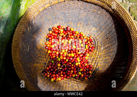 Appena raccolti organici di chicchi di caffè Foto Stock
