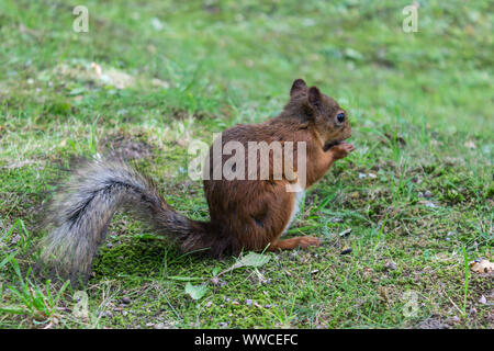 Piccolo scoiattolo rosso nibbles dadi sull'erba in una Foresta estate glade Foto Stock