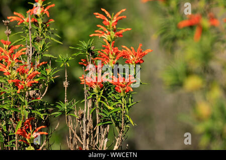 Un Wild Dagga impianto (Leonotis leonurus), noto anche come leone la coda,nell'Intaka Bird Sanctuary vicino a Cape Town , Sud Africa . Foto Stock