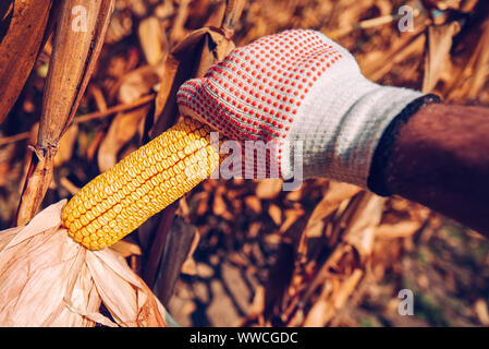 Raccolta a mano di pannocchie di granoturco in campo. Agricoltore la mietitura mature le colture di mais con le mani. Foto Stock