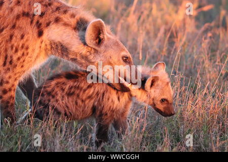 Spotted hyena adulto e cub giocando, il Masai Mara National Park, in Kenya. Foto Stock