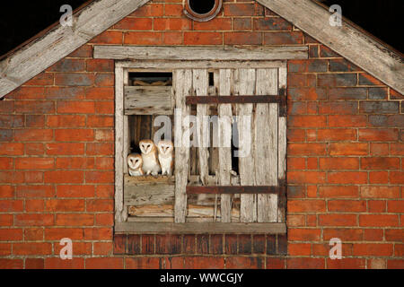 Il barbagianni (Tyto alba) giovani in ingresso alla camera nido in un vecchio fienile, UK. Foto Stock