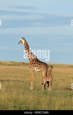 La giraffa mom e vitello nella savana, Masai Mara National Park, in Kenya. Foto Stock