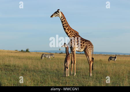 La giraffa mom e vitello nella savana, Masai Mara National Park, in Kenya. Foto Stock