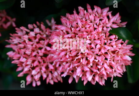 Closeup bella forma di rosa ixora o west indian jasmine in piena fioritura, il fuoco selettivo Foto Stock