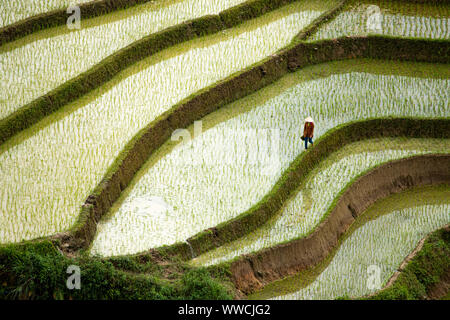 Uomo vietnamita a piedi attraverso i campi di riso Khau Pha Pass Vietnam Foto Stock