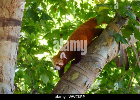 Red Panda allo Zoo di Melbourne Foto Stock