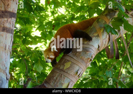 Red Panda allo Zoo di Melbourne Foto Stock