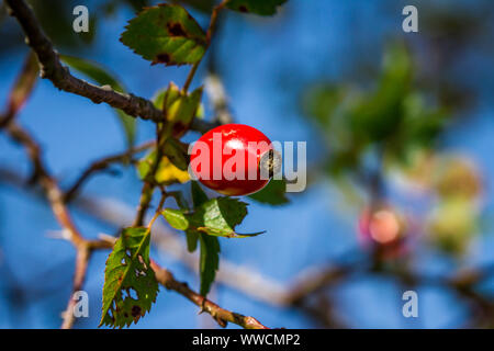 Frutti della rosa canina (Rosa canina) Foto Stock