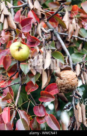 Pera con frutta attaccato da una malattia fungina Foto Stock