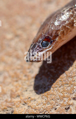 Viso e occhi piccoli di Sunbeam snake ( Xenopeltis unicolor ) snake non infame ha una caratteristica distintiva è corpo liscio scale Foto Stock