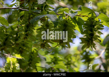 Close up tralcio di foglie di Pterocarya stenoptera (cinese dado alettato) tree. Foto Stock