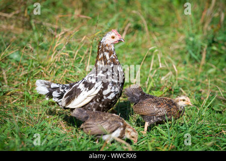 Stoapiperl/ Steinhendl, madre gallina e uccellini - una specie gravemente minacciate di razza di pollo dall' Austria Foto Stock