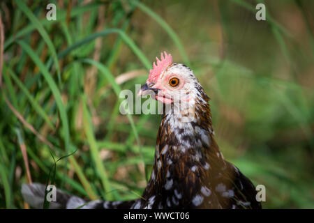 Stoapiperl/ Steinhendl, bianco nero motley hen - una specie gravemente minacciate di razza di pollo dall' Austria Foto Stock